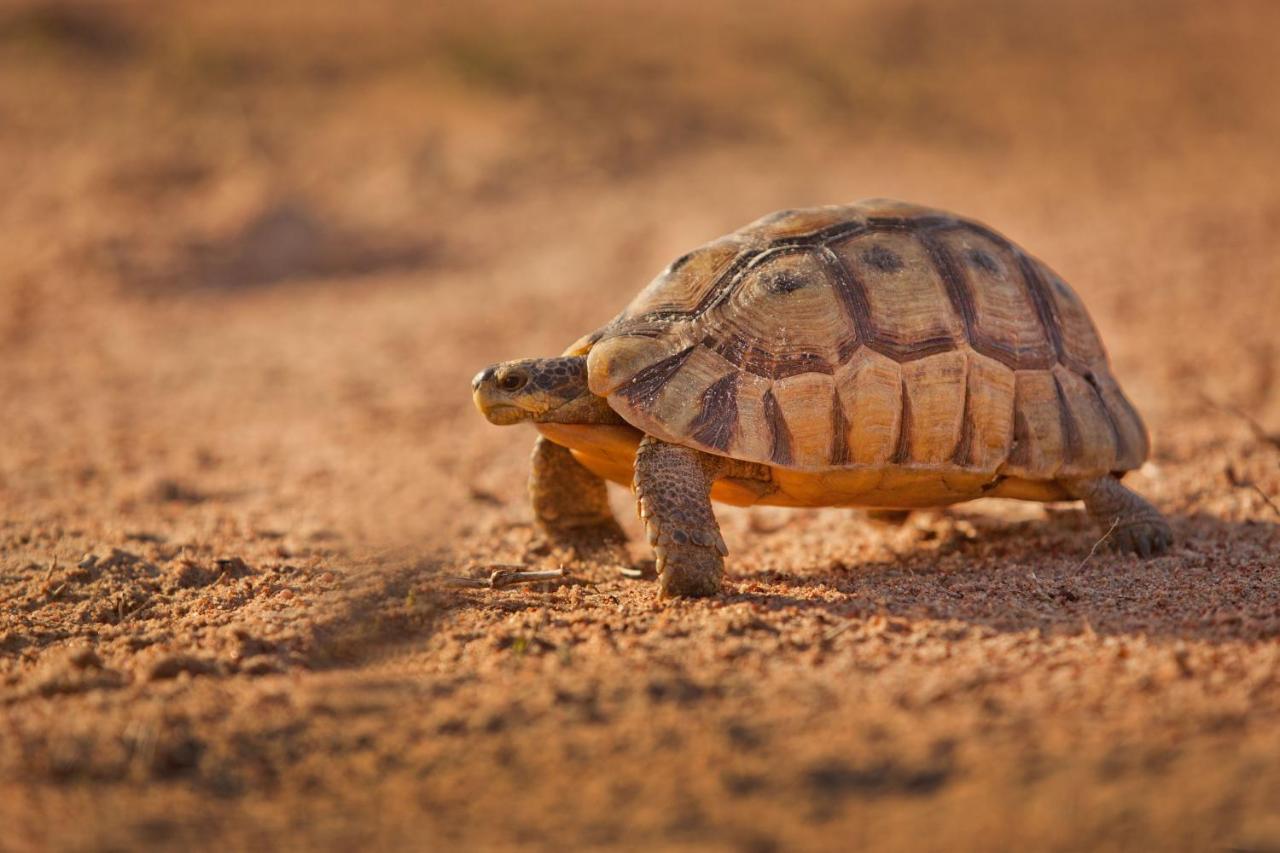 لانجيبان Tortoise Trail Lodge المظهر الخارجي الصورة