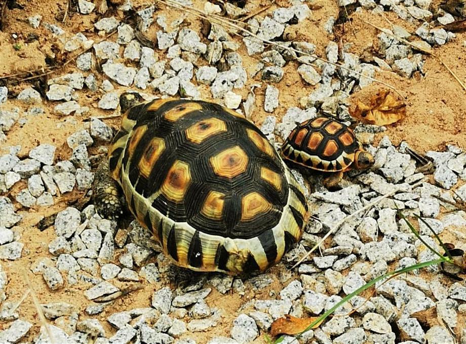 لانجيبان Tortoise Trail Lodge المظهر الخارجي الصورة